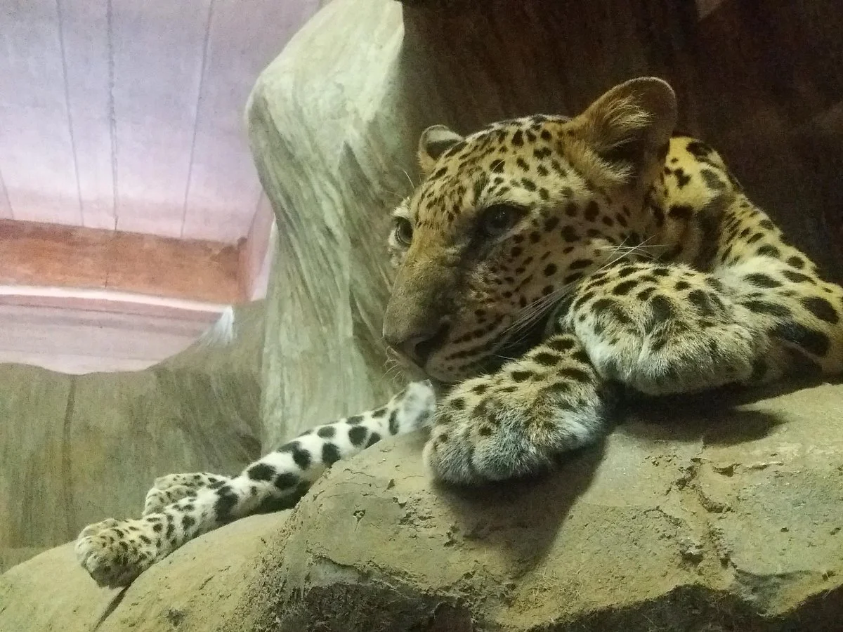 Ark Avilon Zoo