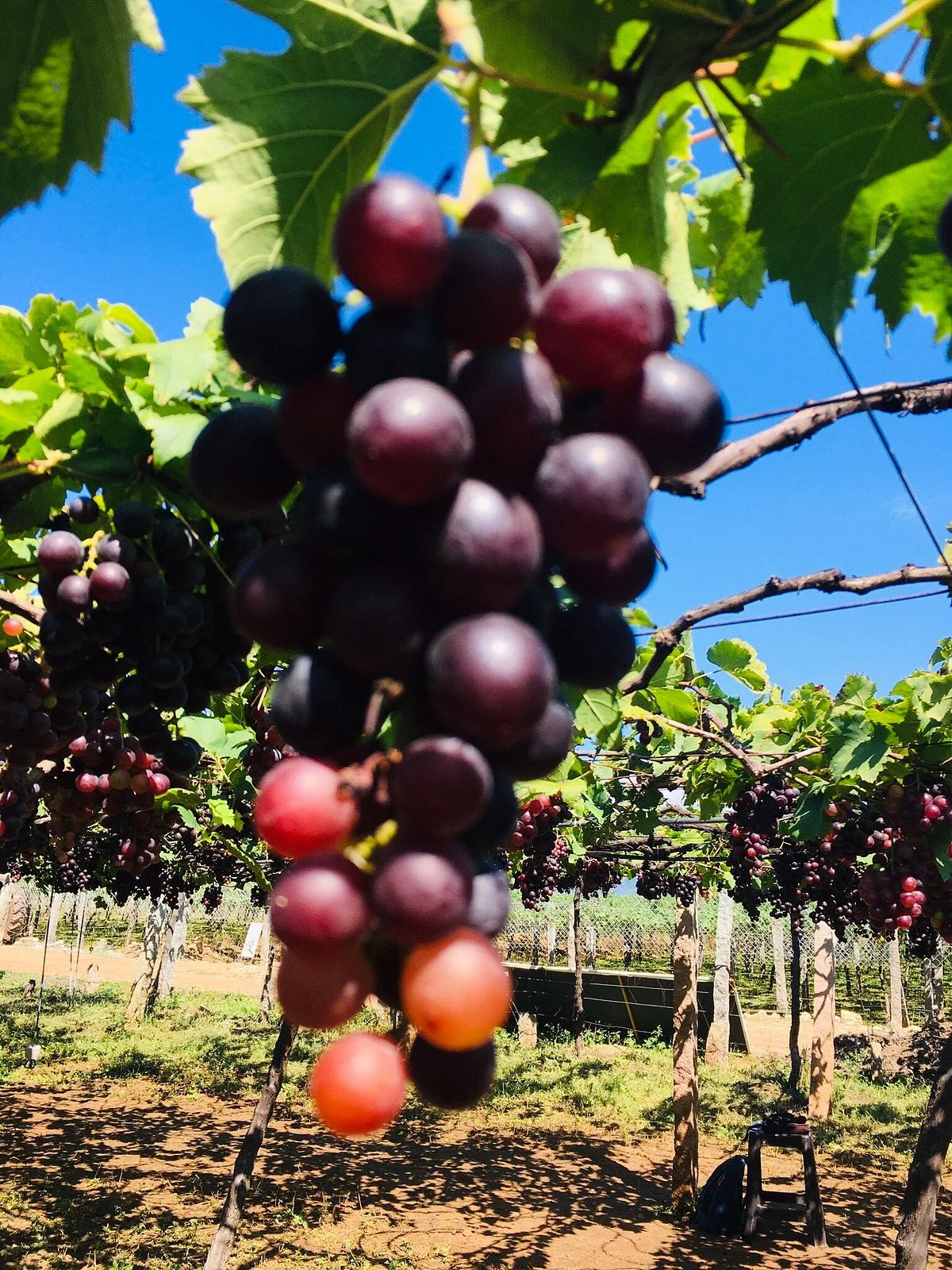 Jenis Grapes
