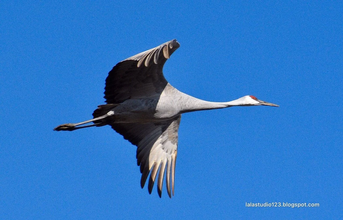 Hiwassee Wildlife Refuge