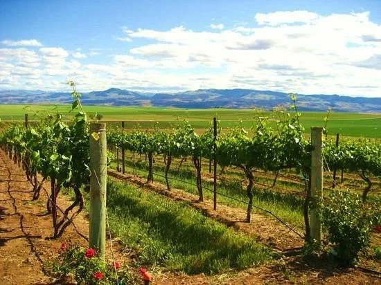 Sawtooth Winery