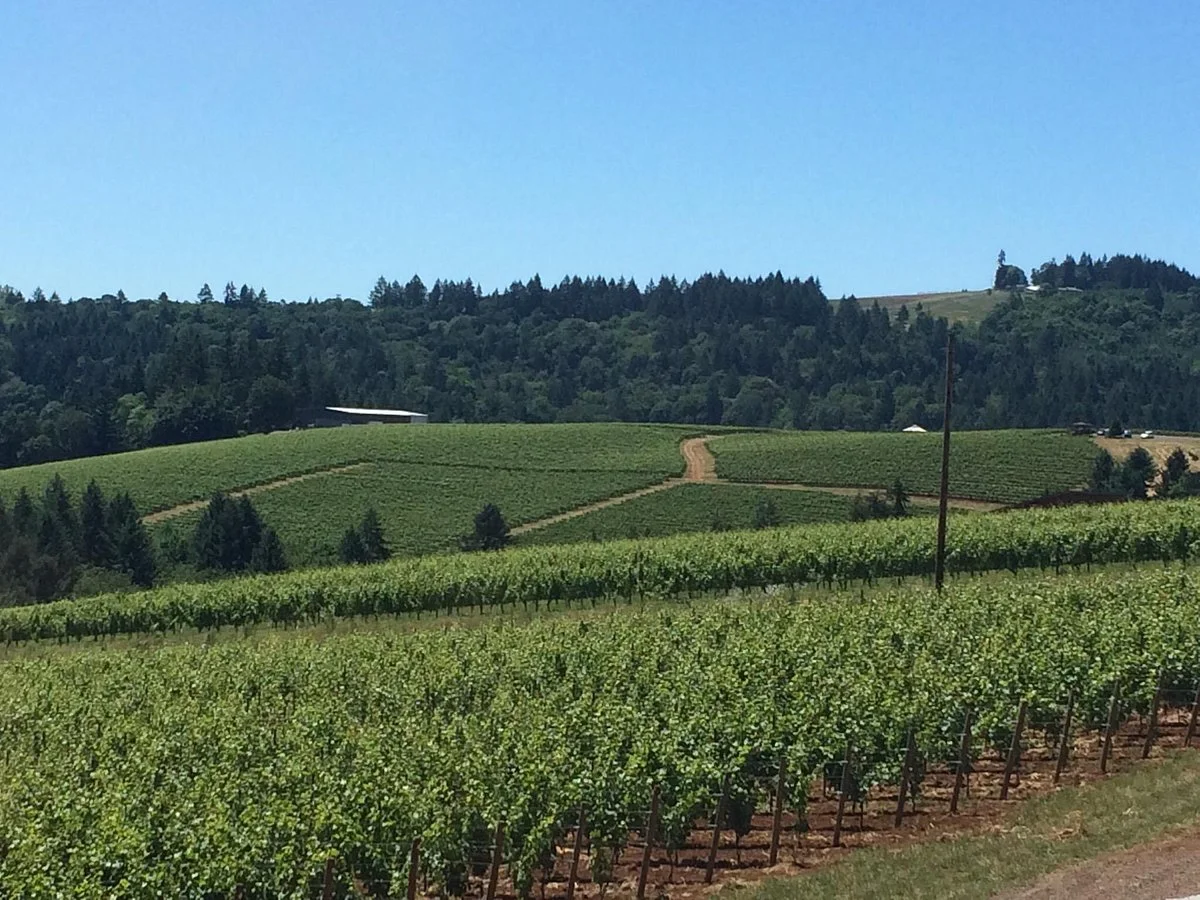 Domaine Roy & fils