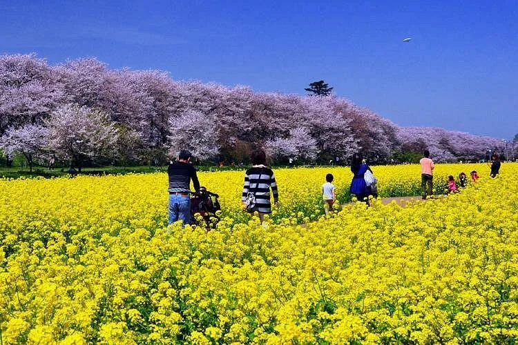 Satte Cherry Blossom Matsui