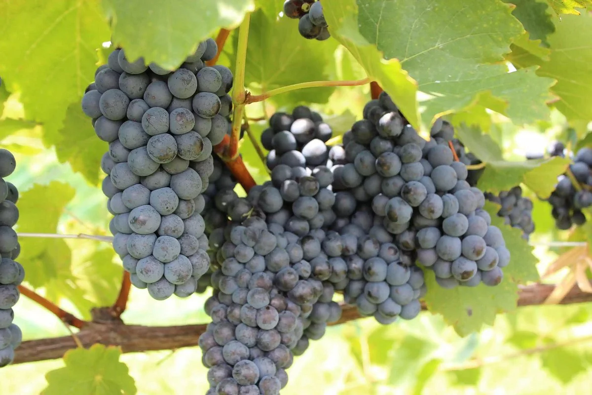 Jules J. Berta Vineyards & Pizza