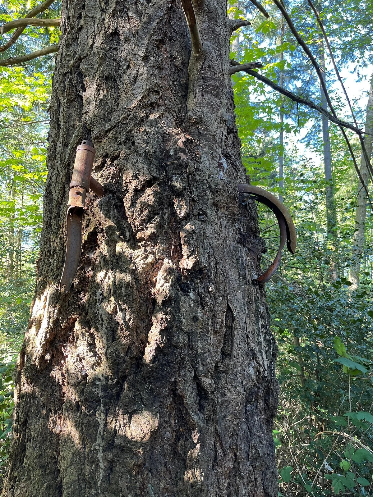 Old Bicycle in the Tree