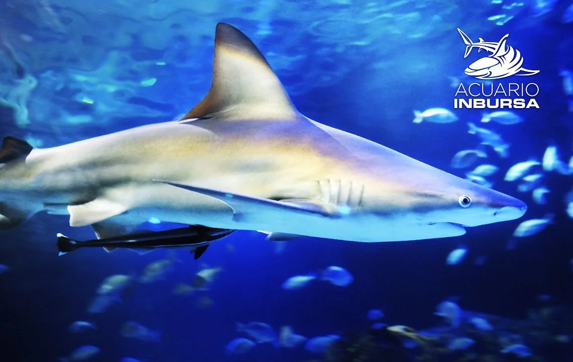 Acuario Inbursa