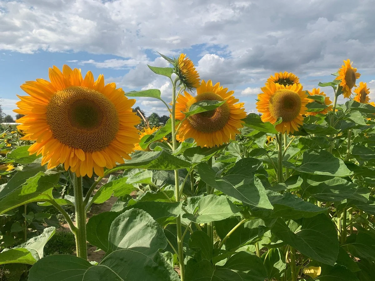 Maan Farms Country Experience
