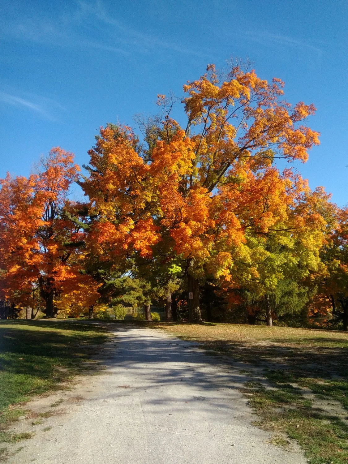 Institute Park