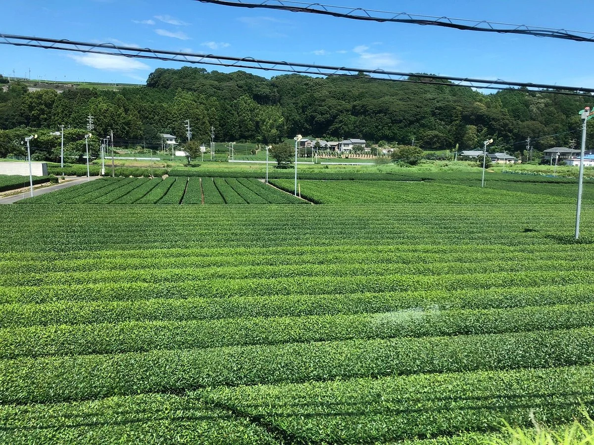 Makinoharadaichi