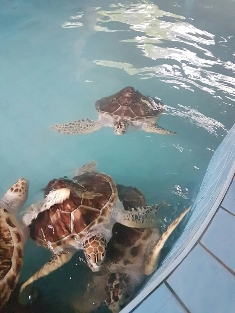 Turtle Conservation Center