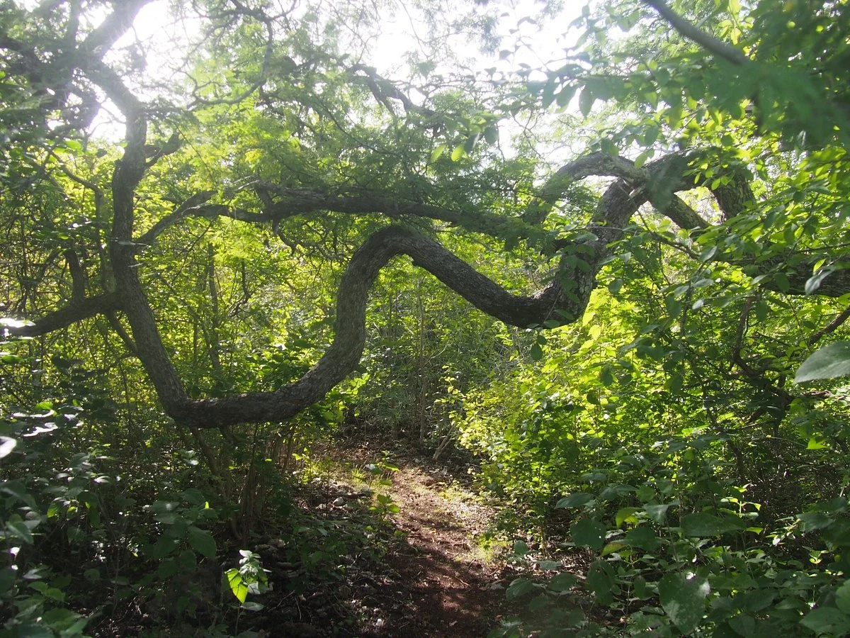 Wayaka Trail