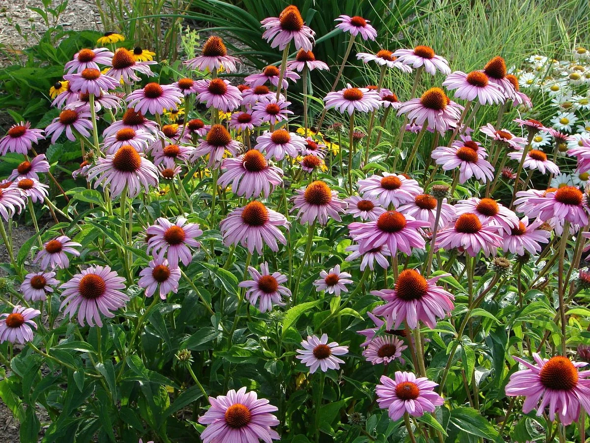 Montrose Botanic Gardens