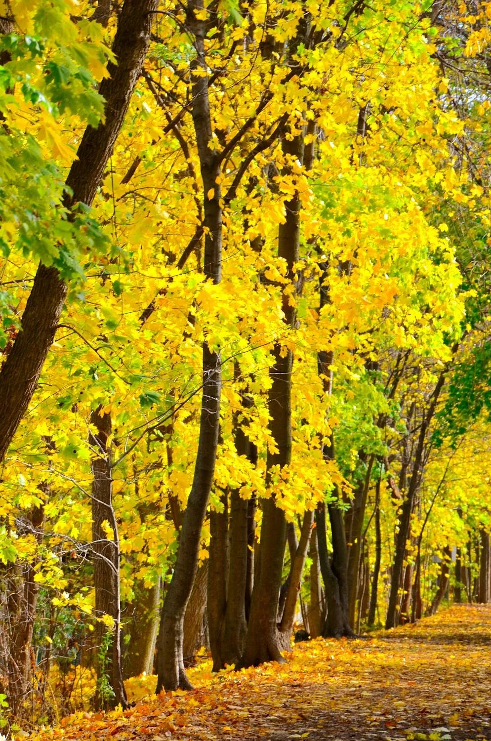 Kay Gardner Beltline Trail