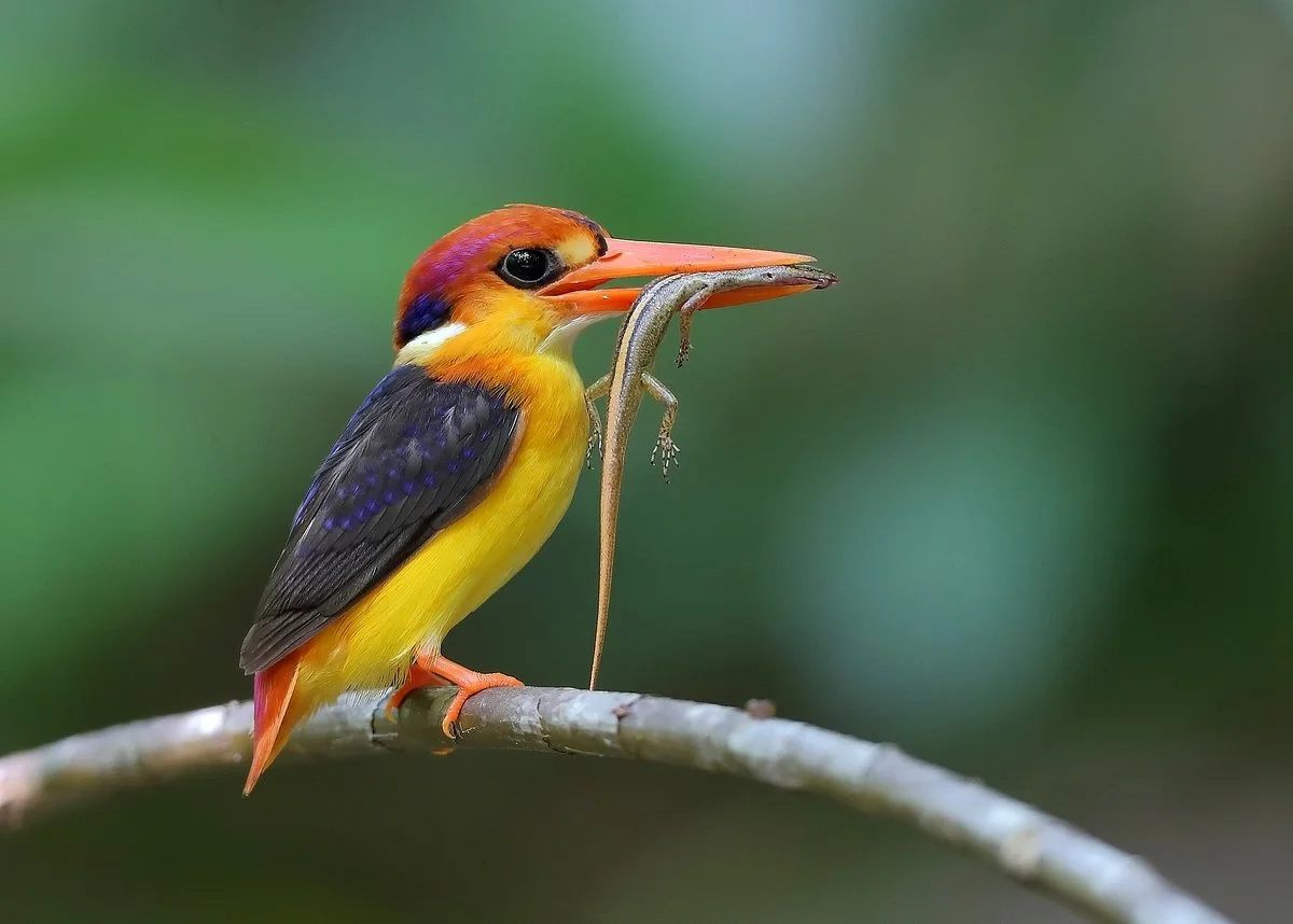 Sinharaja Forest Reserve