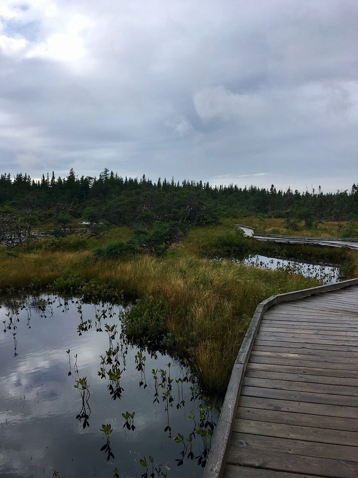 Bog Trail