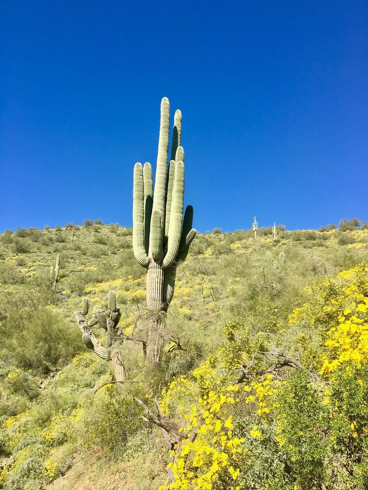 Apache Wash Trailhead