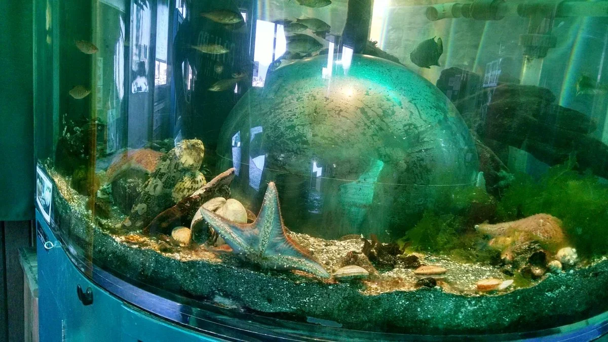 Marine Life Center