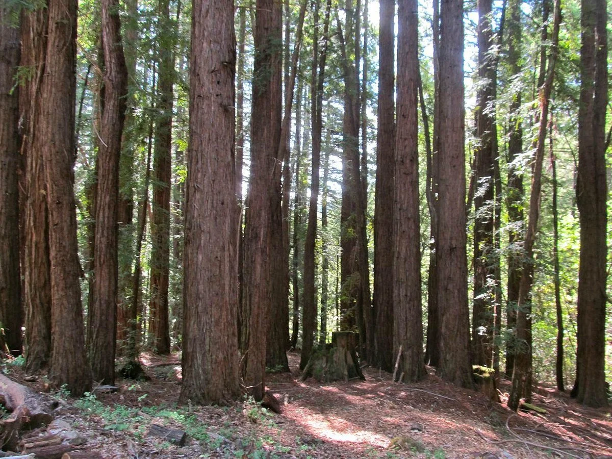 Wunderlich County Park
