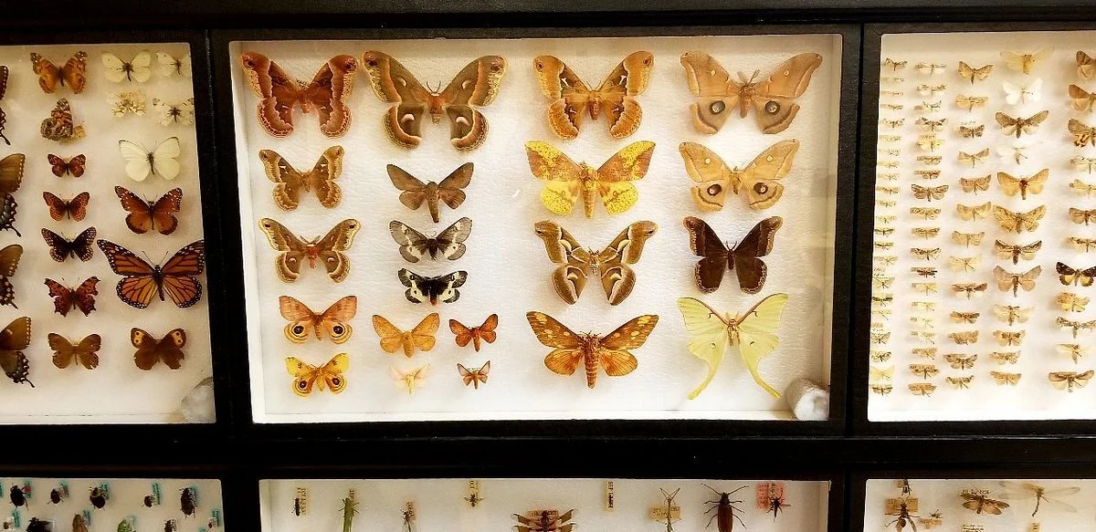 Natural History Society of Maryland Museum