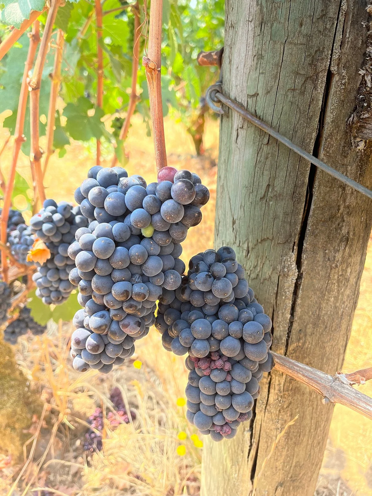Ruby Vineyard and Winery
