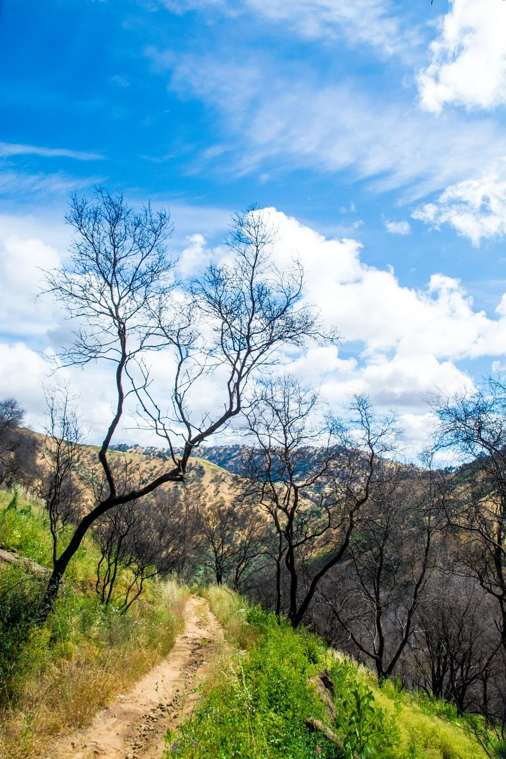 Stebbins Cold Canyon Reserve