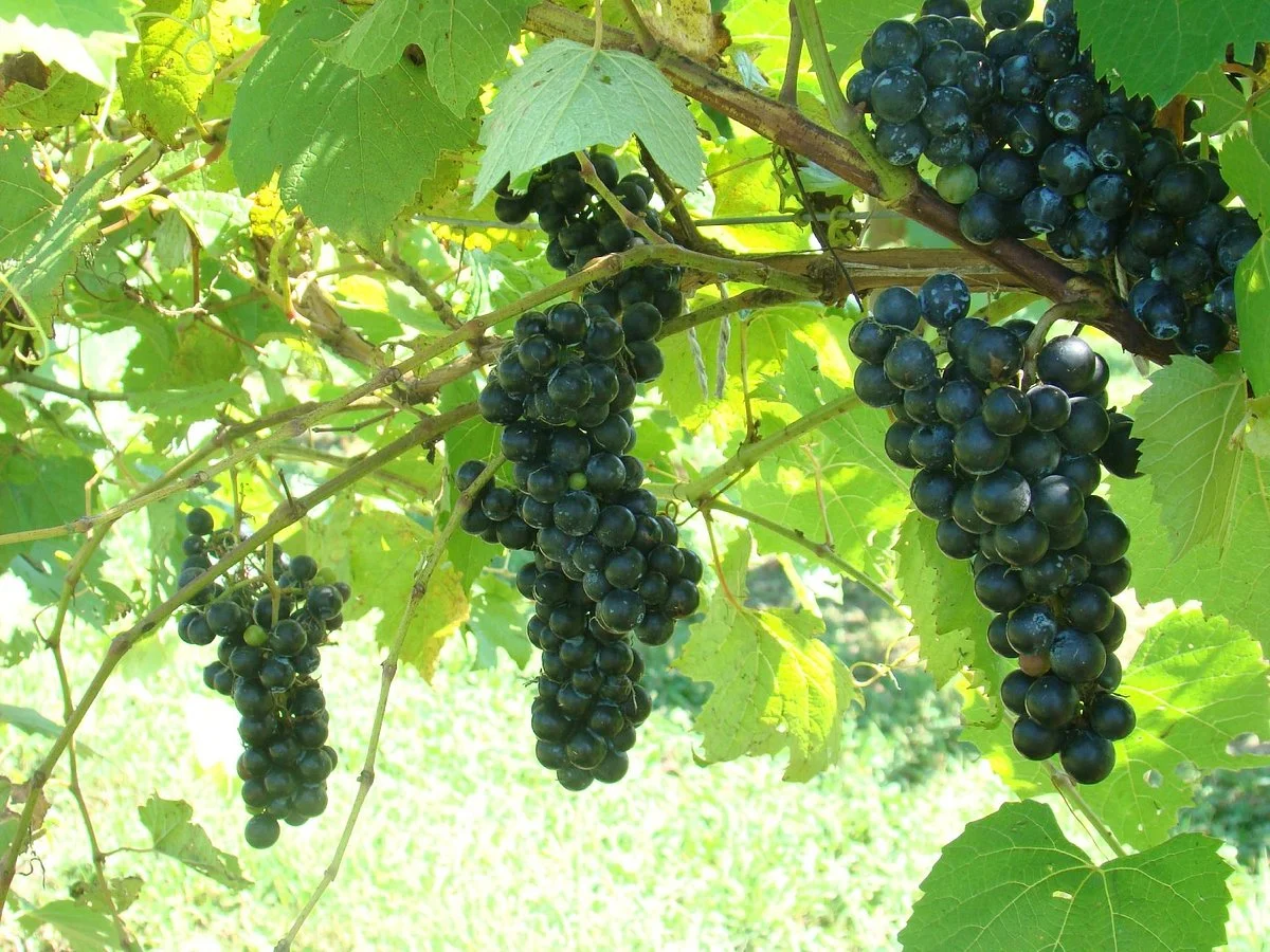 Lincoln Heritage Winery