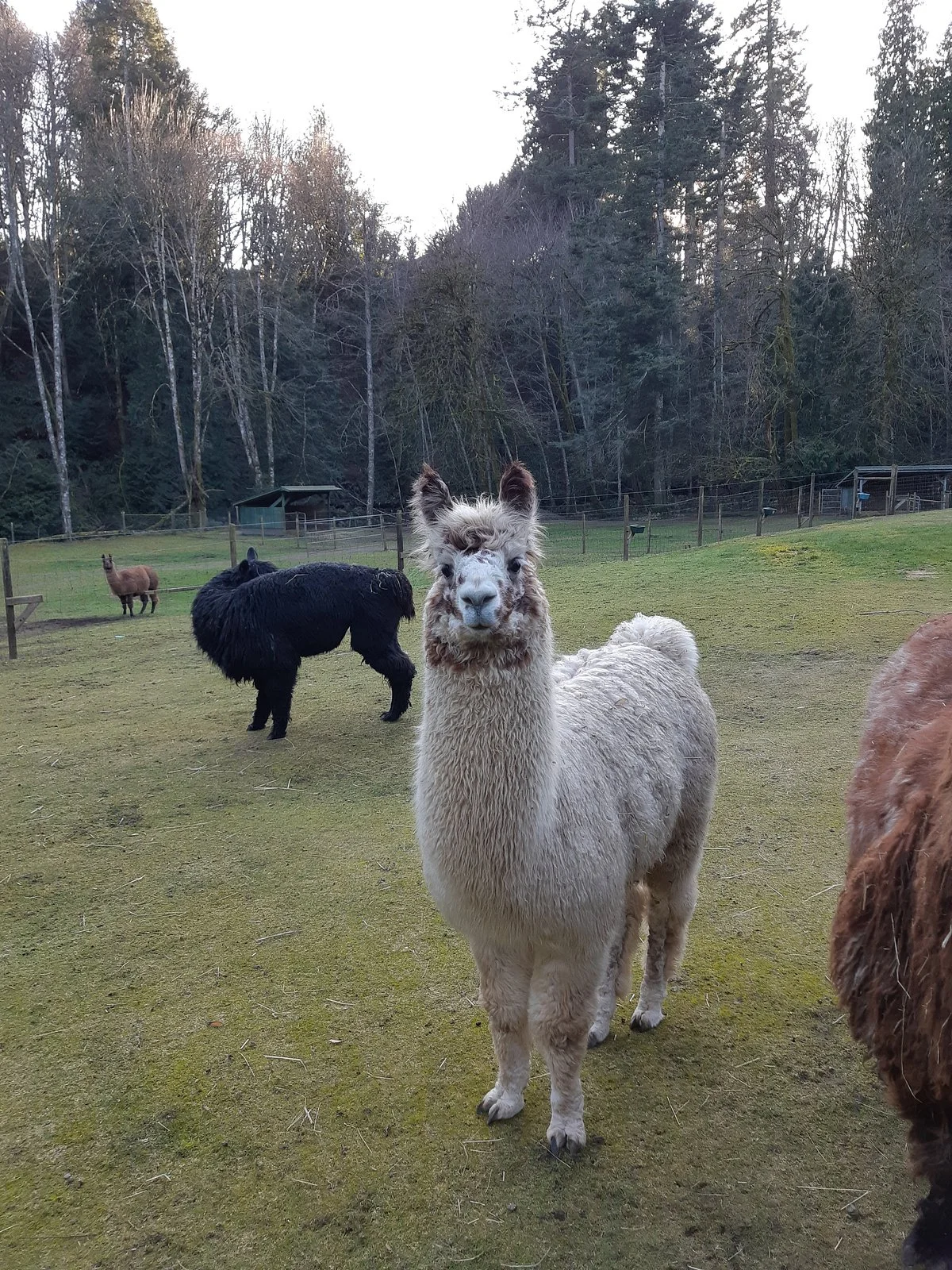Millstream Miniature Llamas