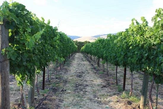 Grizzly Peak Winery