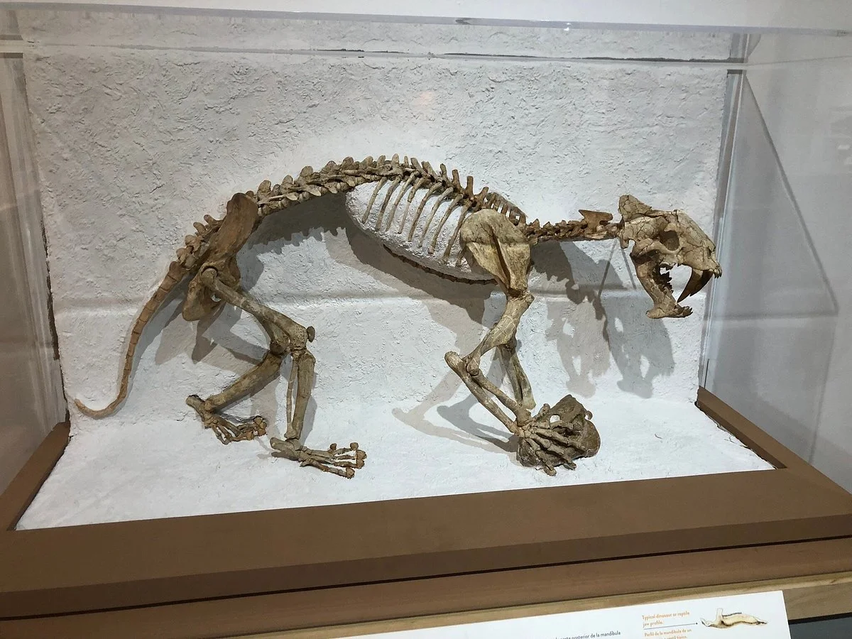 CU Museum of Natural History