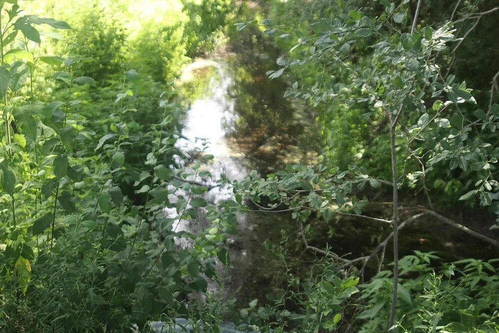 Wainfleet Bog Conservation Area