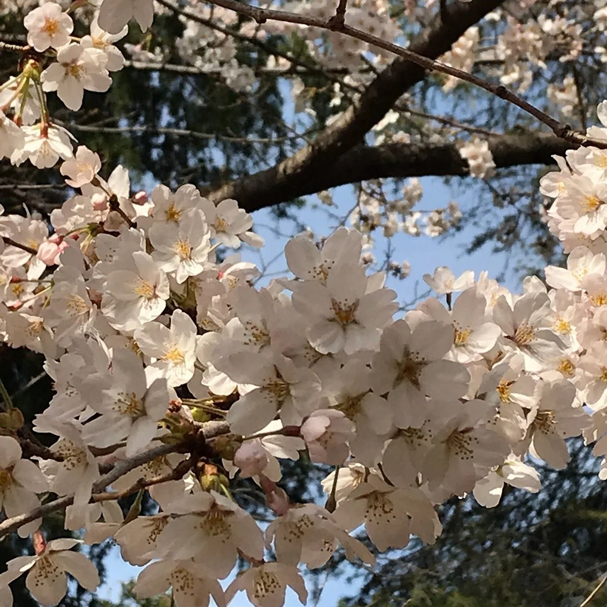 Kashiwa Park