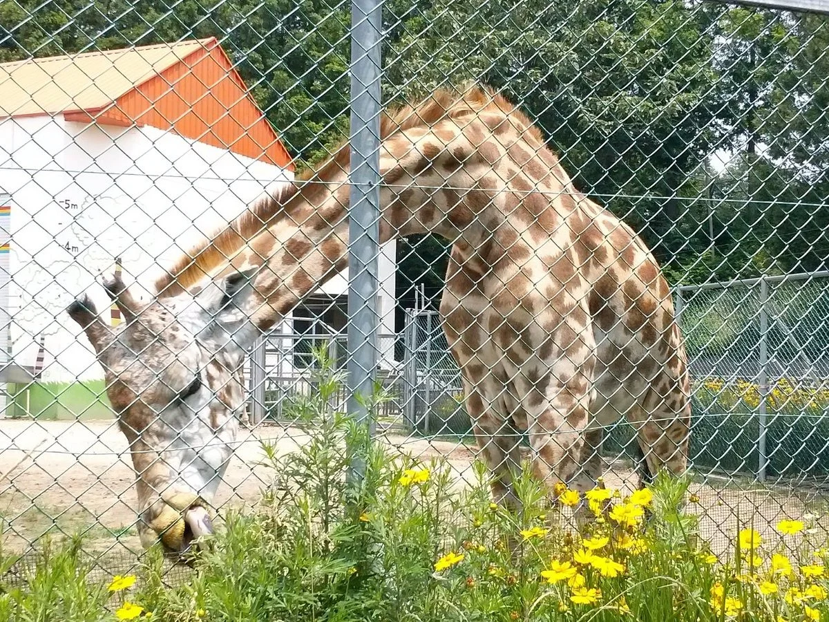 Jeonju Zoo