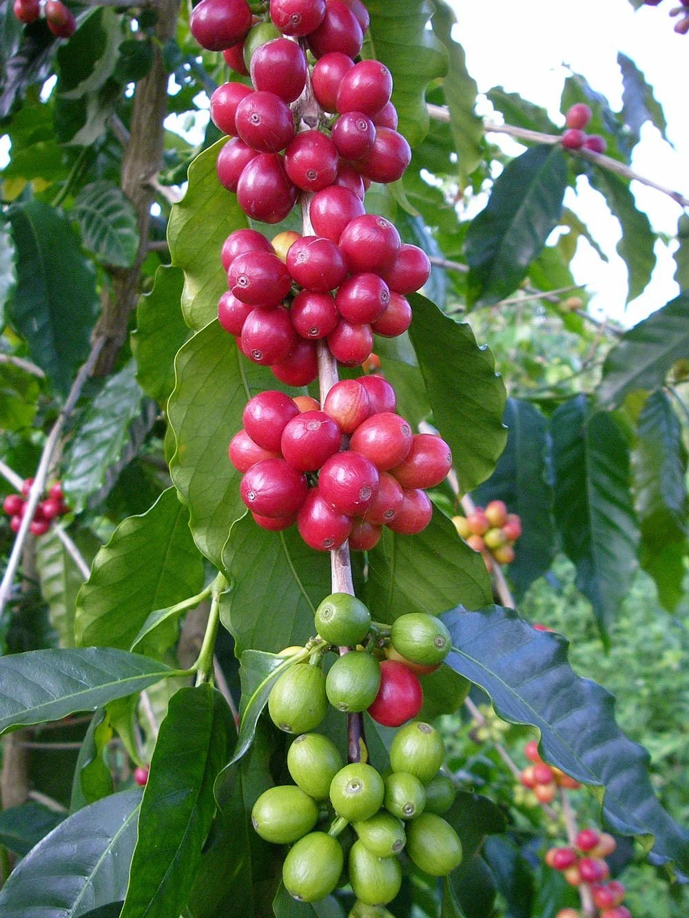Pele Plantations