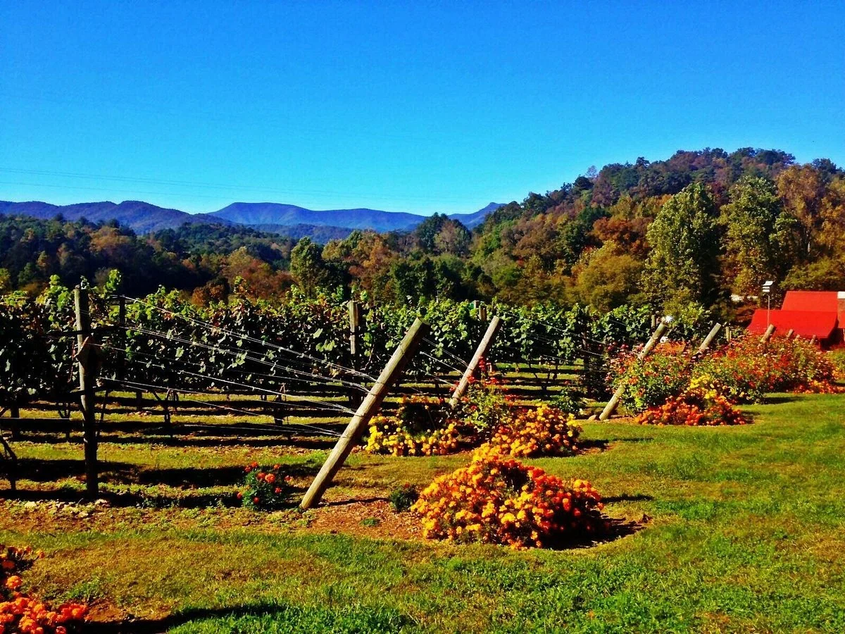 12 Spies Vineyards and Farm