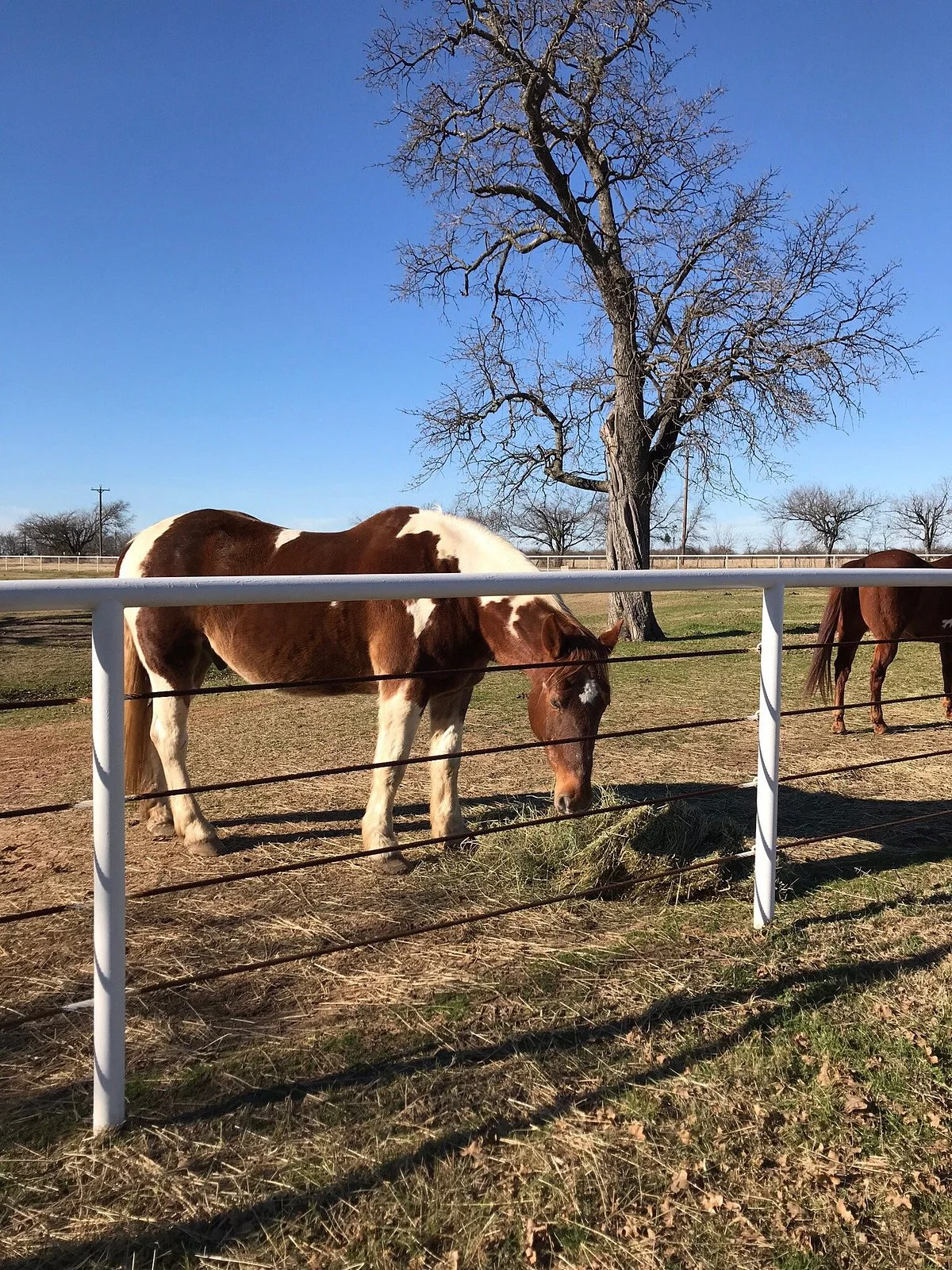 Ranch Hand Rescue