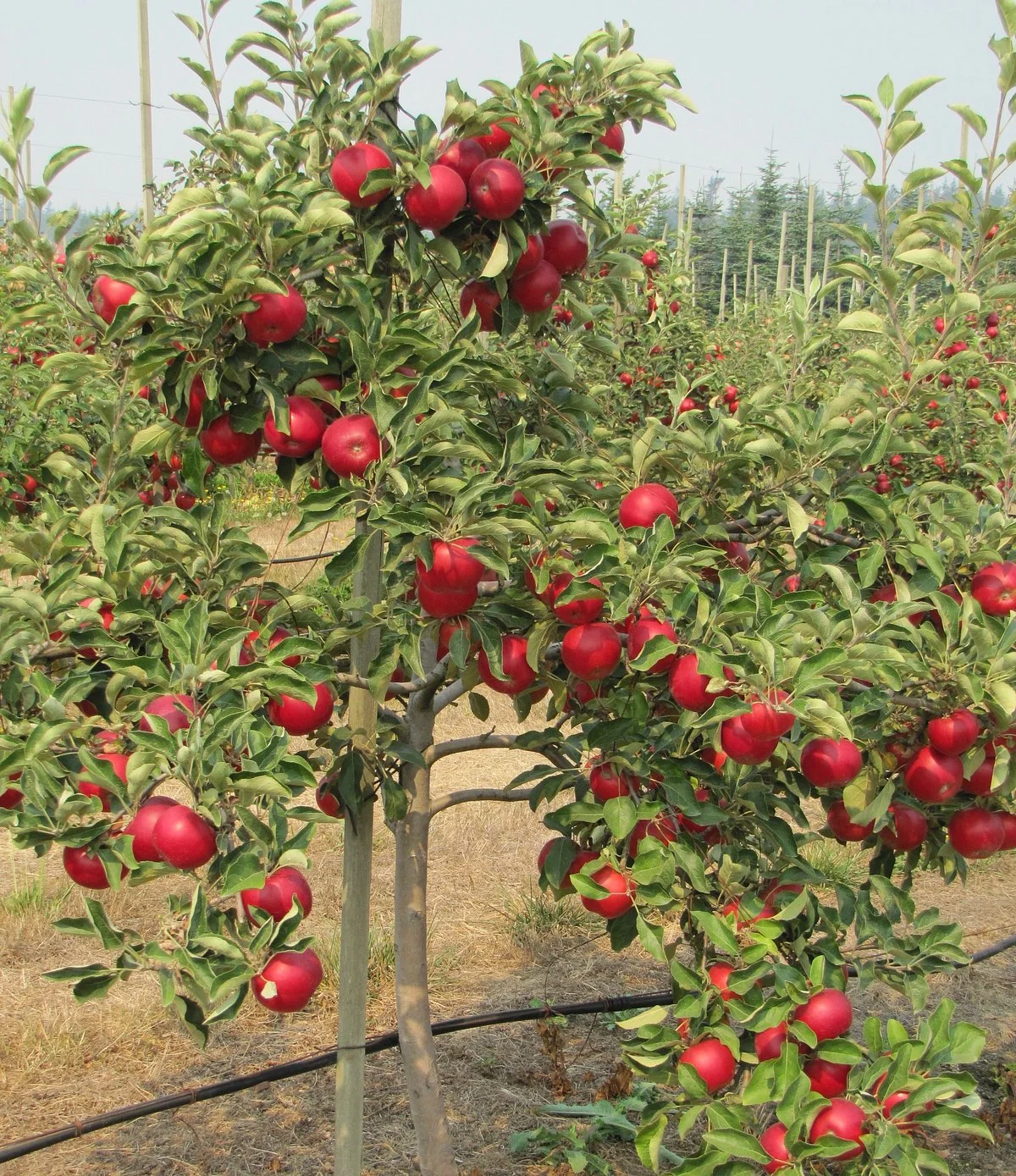 Sm'Apples Orchard
