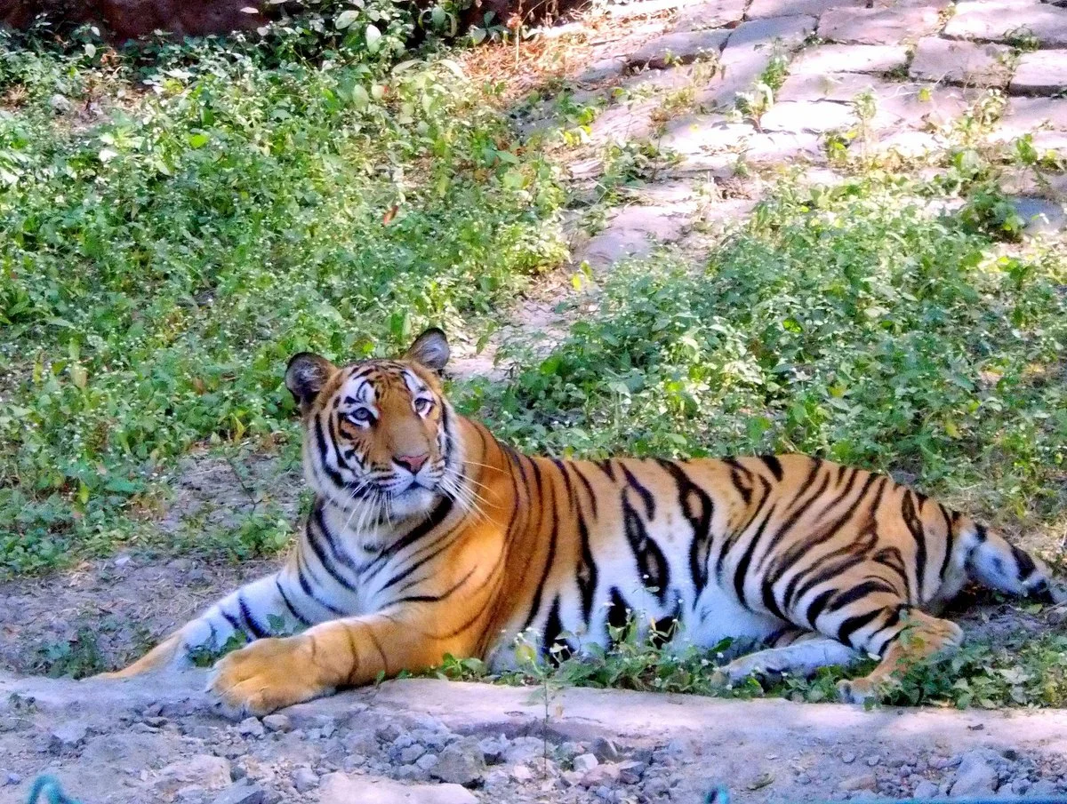 Indore Zoo