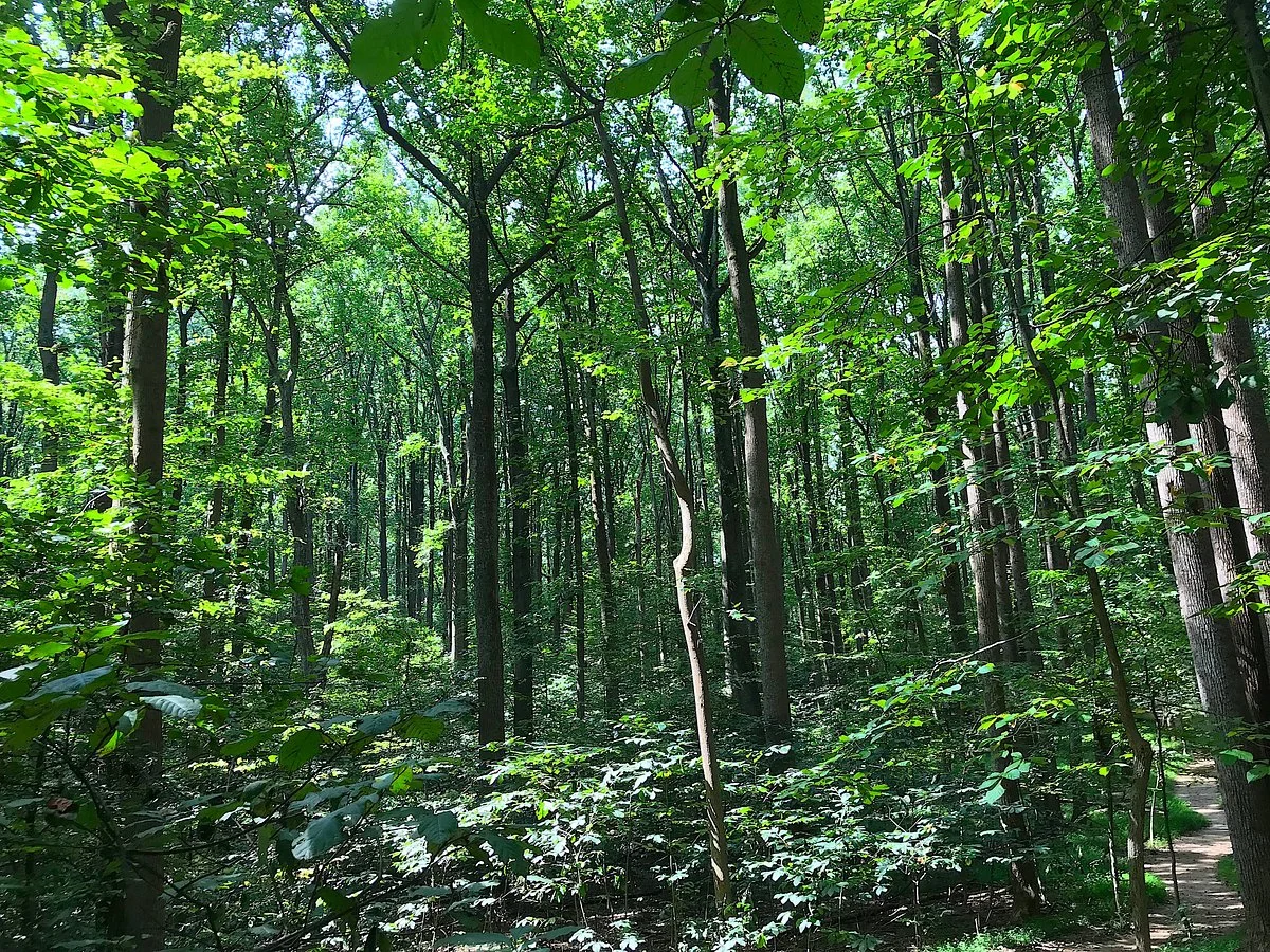 Gold Mine Trail