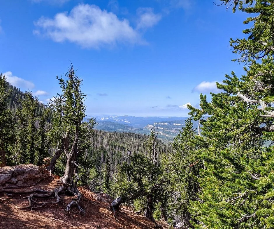 Bristlecone Pine Trail