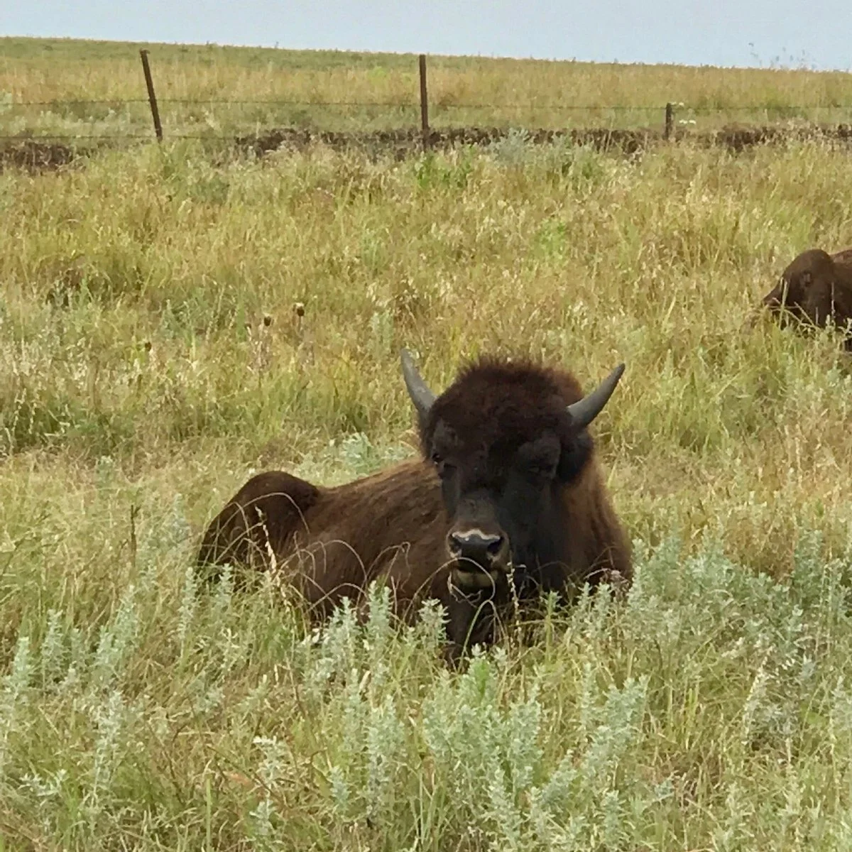 Plumlee Buffalo Ranch