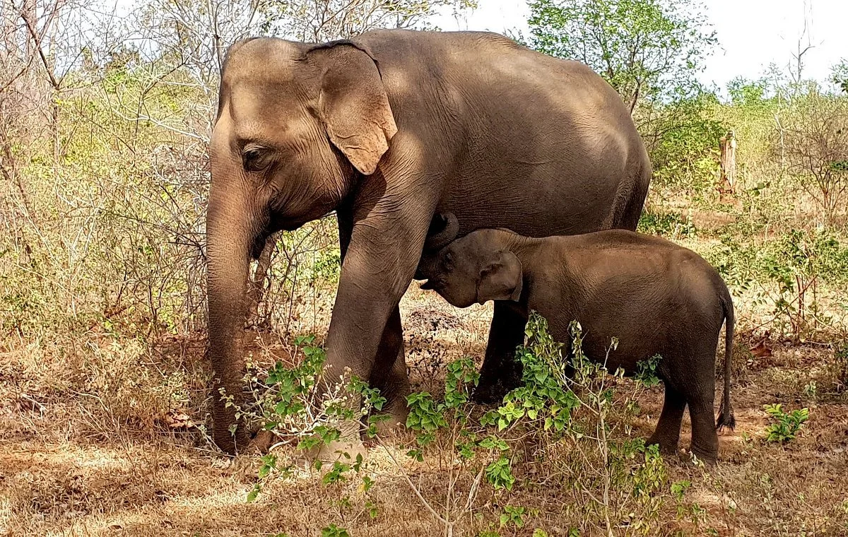 Udawalawe Trails