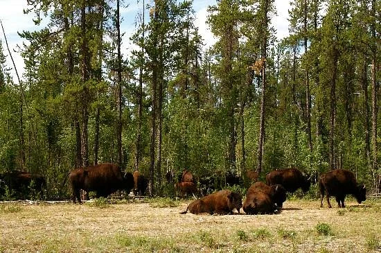Mackenzie Bison Sanctuary