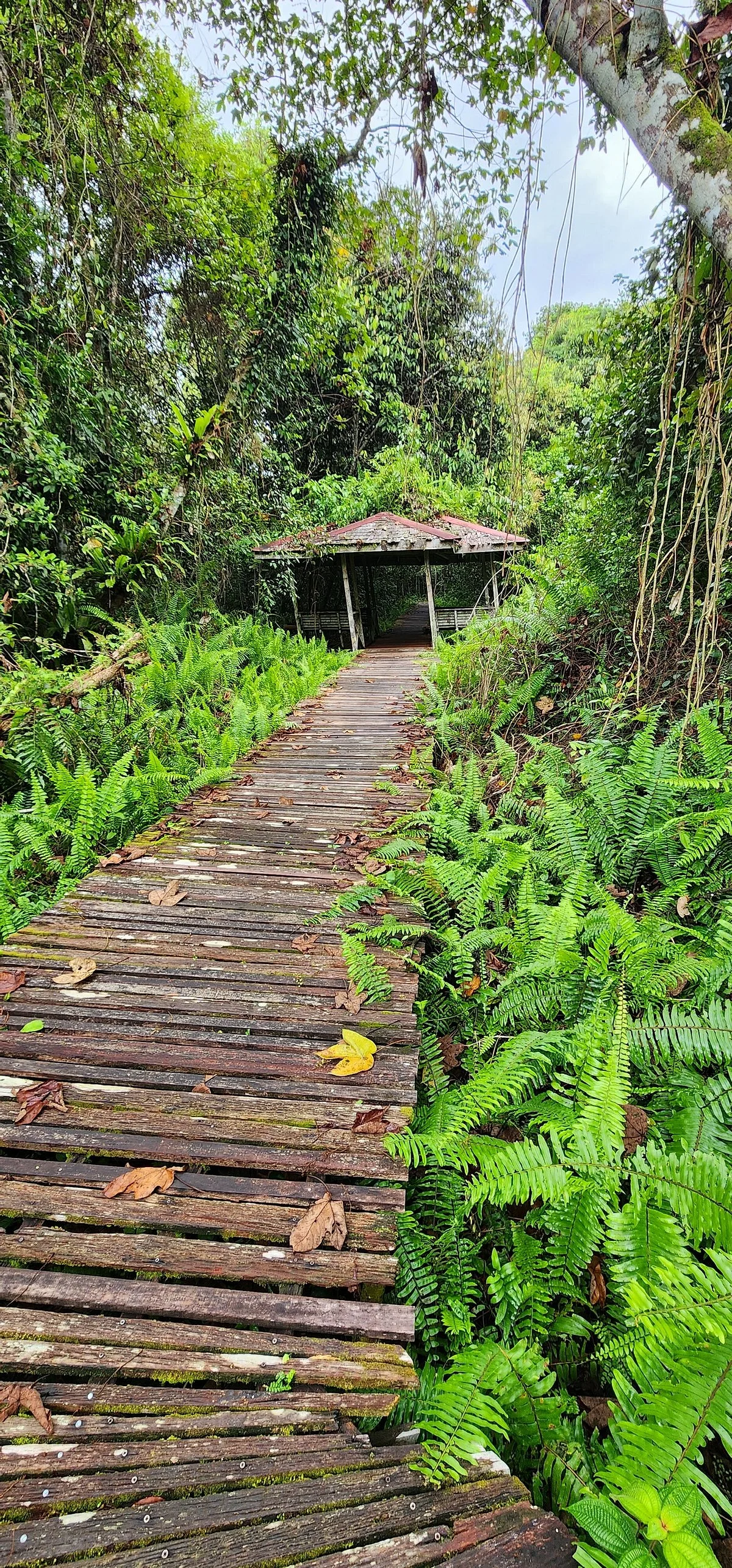 Bukit Lima Forest Park
