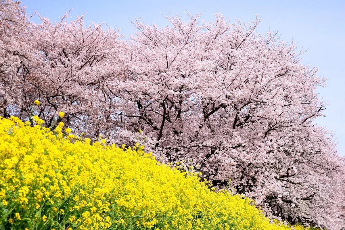 Sakuratsutsumi Park
