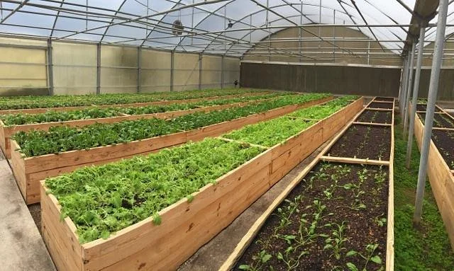 Johnson's Urban Farm