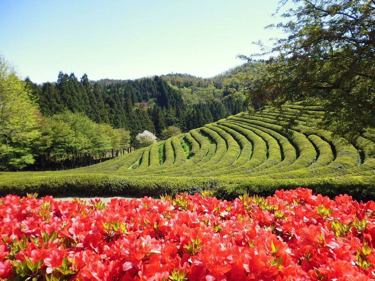 Boseong Green Tea Field Daehan Dawon
