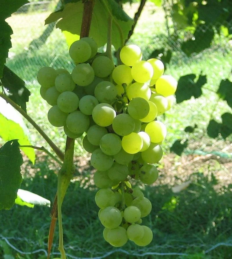 Prospect Hill Winery