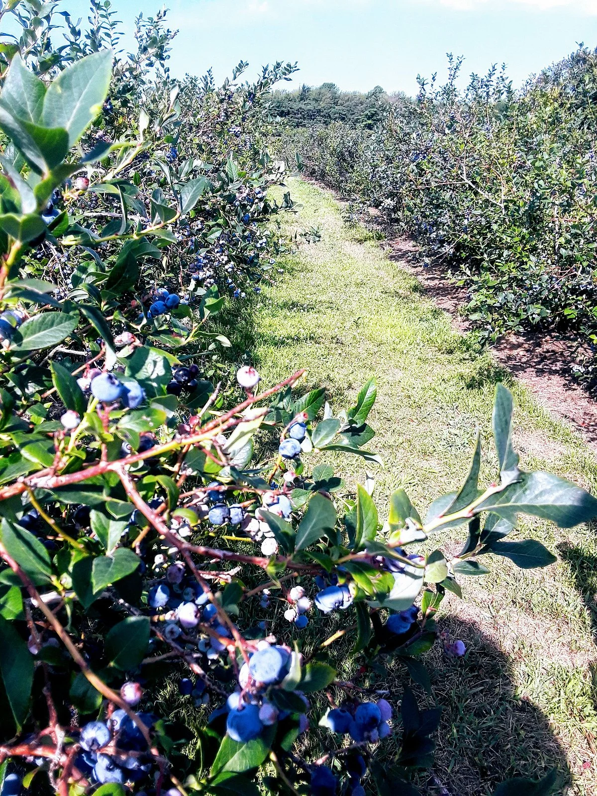 Blue Star Farms