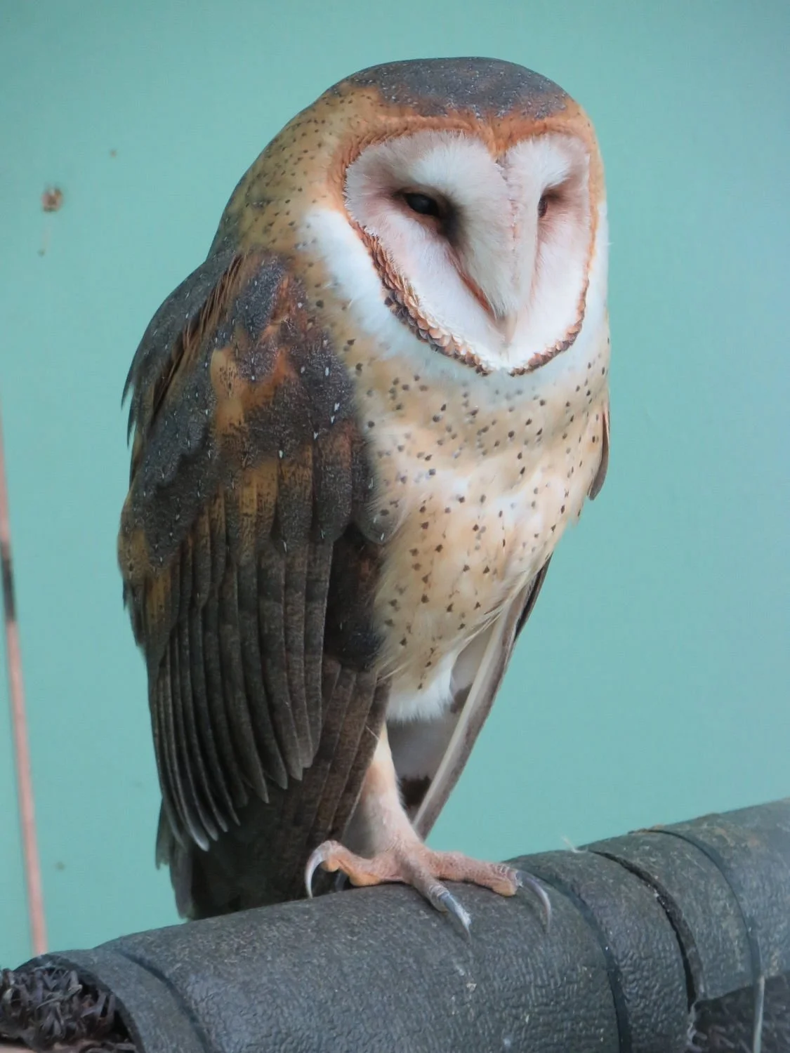 California Raptor Center