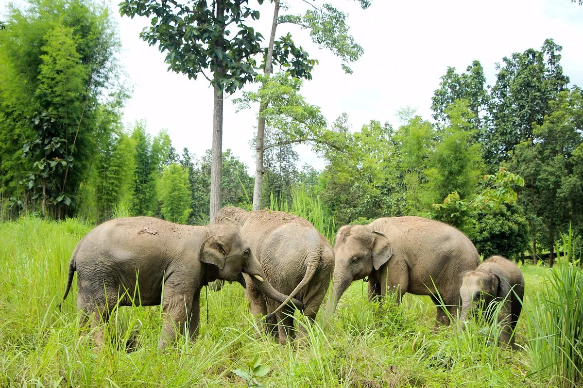 Maerim Elephant Sanctuary