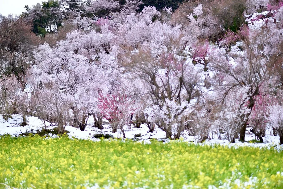 Hanamiyama Park